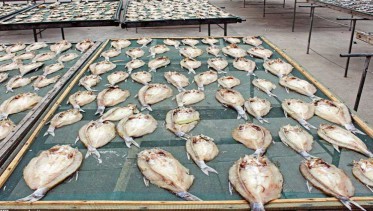 海魚、魚肉烘干機(jī)干燥魚干