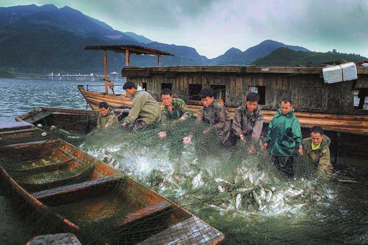 海魚捕撈.jpg